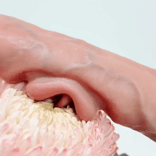 LipHeat dildos product image 6